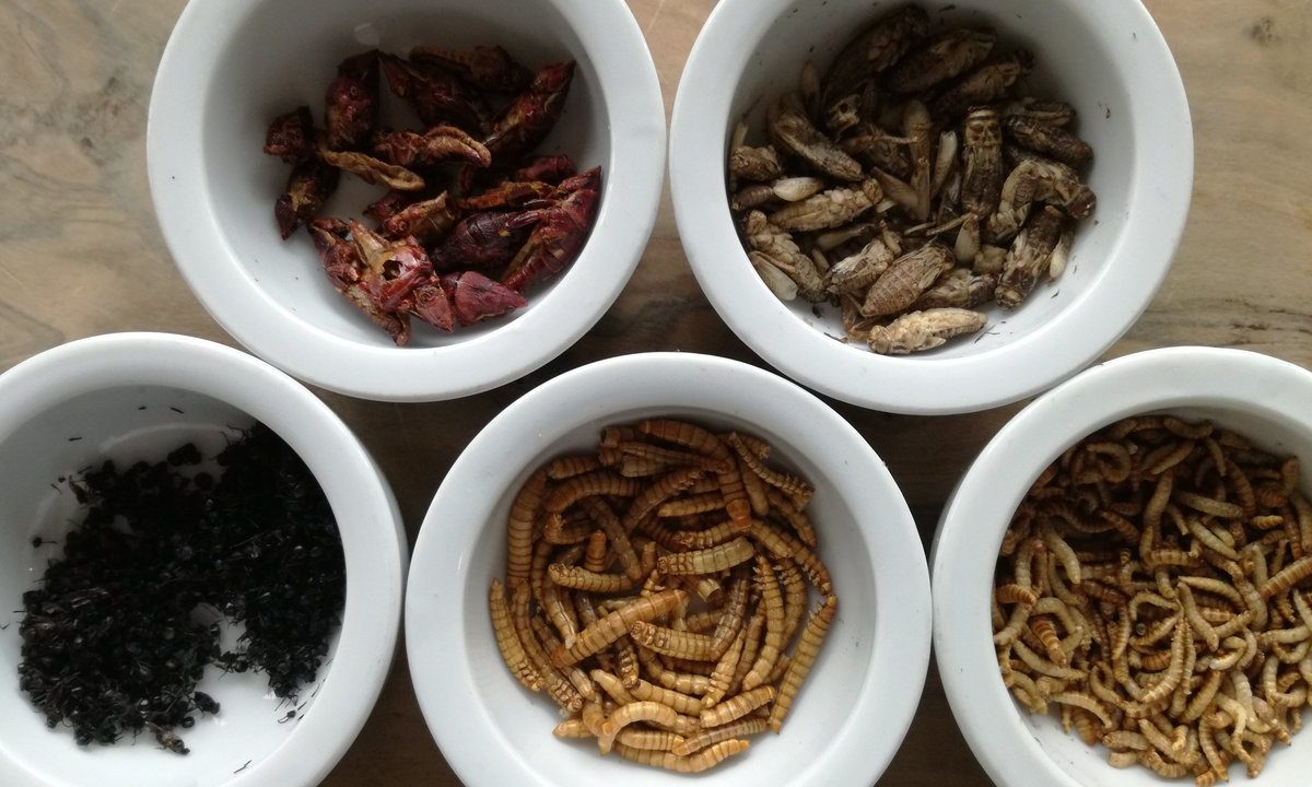 Hotel launches insect restaurant for National Insect Week