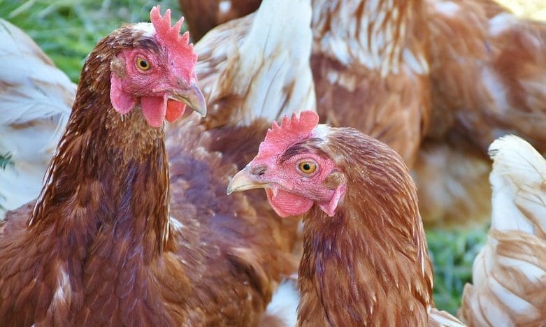 BPC head says UK will need to build more chicken ‘mega-farms’