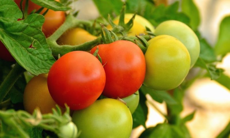 AccorHotels reports ‘success’ with UK urban gardens initiative