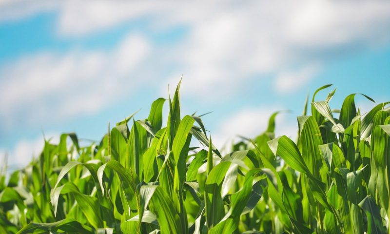 Food prices to increase following ‘extreme’ UK weather