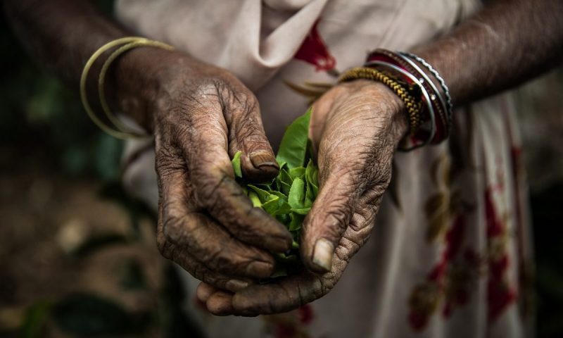 Following the success of Hygge or Lagom…businesses should now follow the mantra of Prajāva