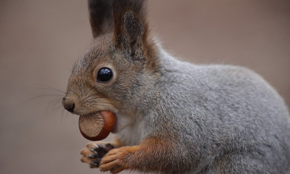 Borough Market restaurant adds grey squirrel lasagne to menu