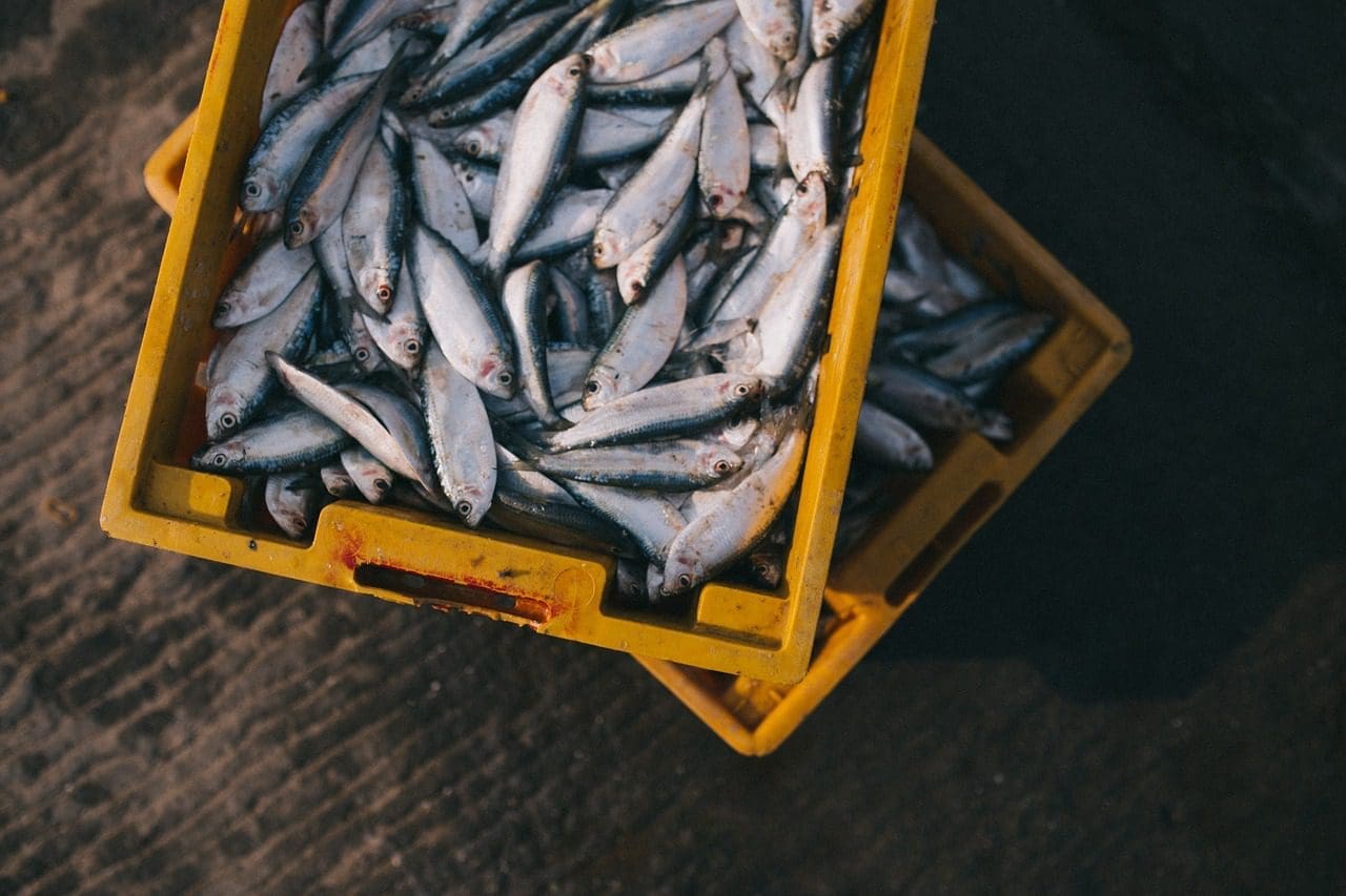 Traceability: The rise of the conscious consumer