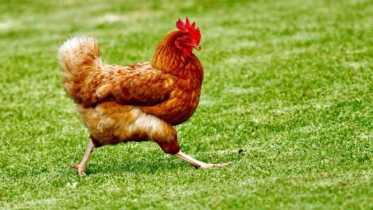 Restaurant groups partner to launch Sustainable Chicken Forum